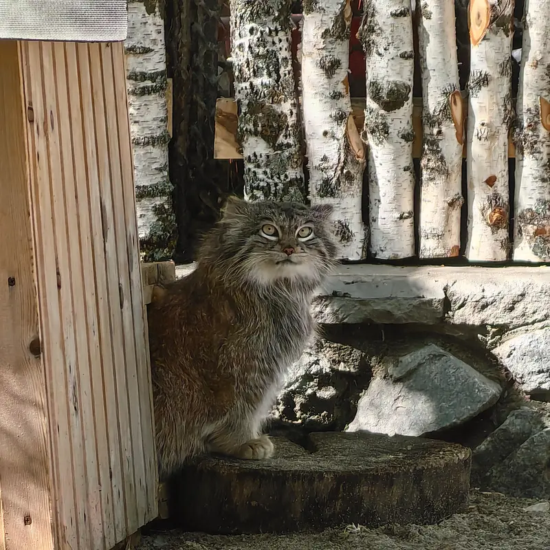 A photograph of Snezhinka in Novosibirsk Zoo
