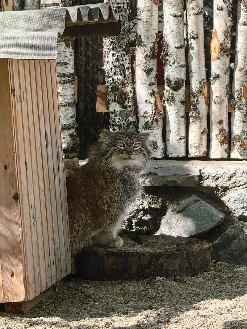 A photograph of Snezhinka in Novosibirsk Zoo