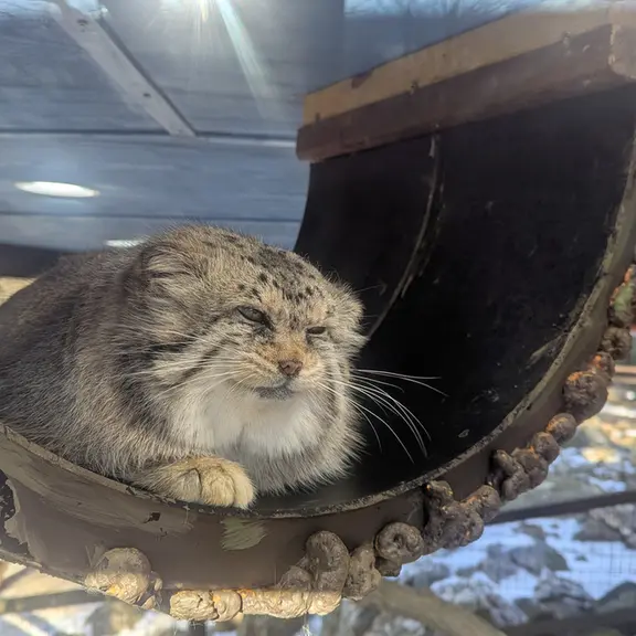 A photograph of Norbu in Mill Mountain Zoo