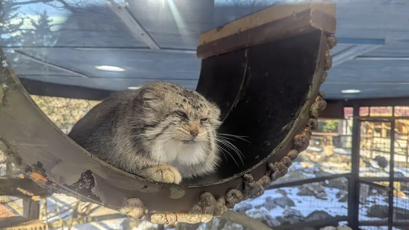 A photograph of Norbu in Mill Mountain Zoo