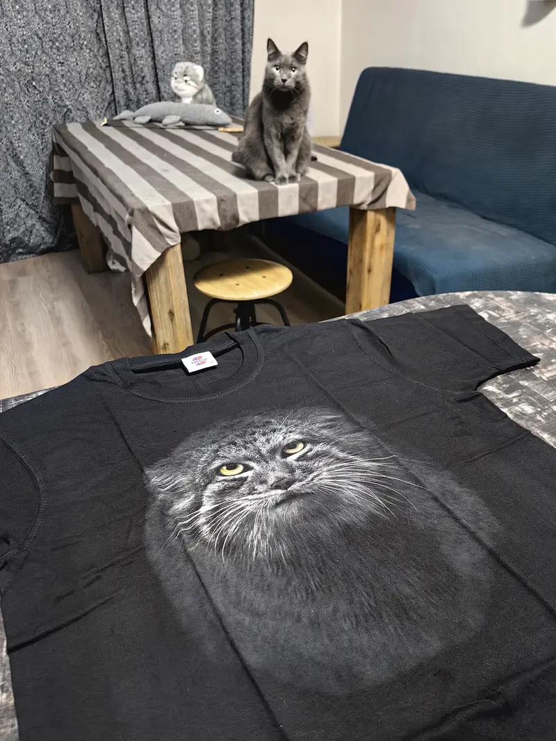 A photograph of a Pallas's cat