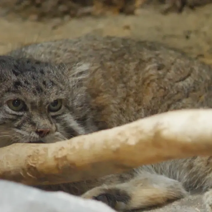 A photograph of Klyon in Ueno Zoological Gardens