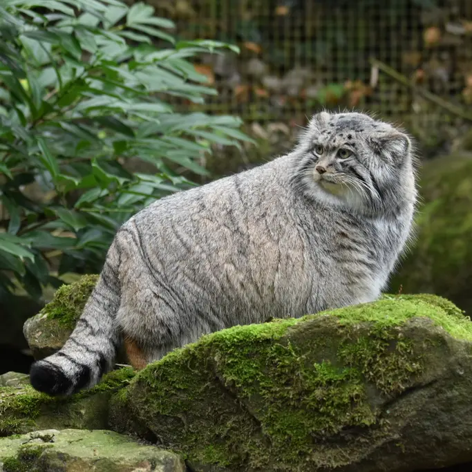 A photograph of Norbu in Rotterdam Zoo