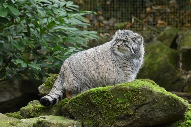A photograph of a Pallas's cat in Rotterdam Zoo