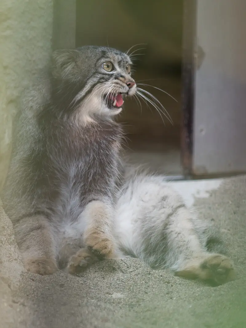 A photograph of Figa in Nogeyama Zoo