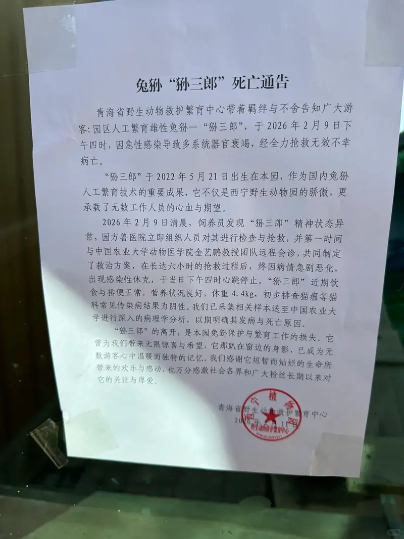 A photograph of a Pallas's cat