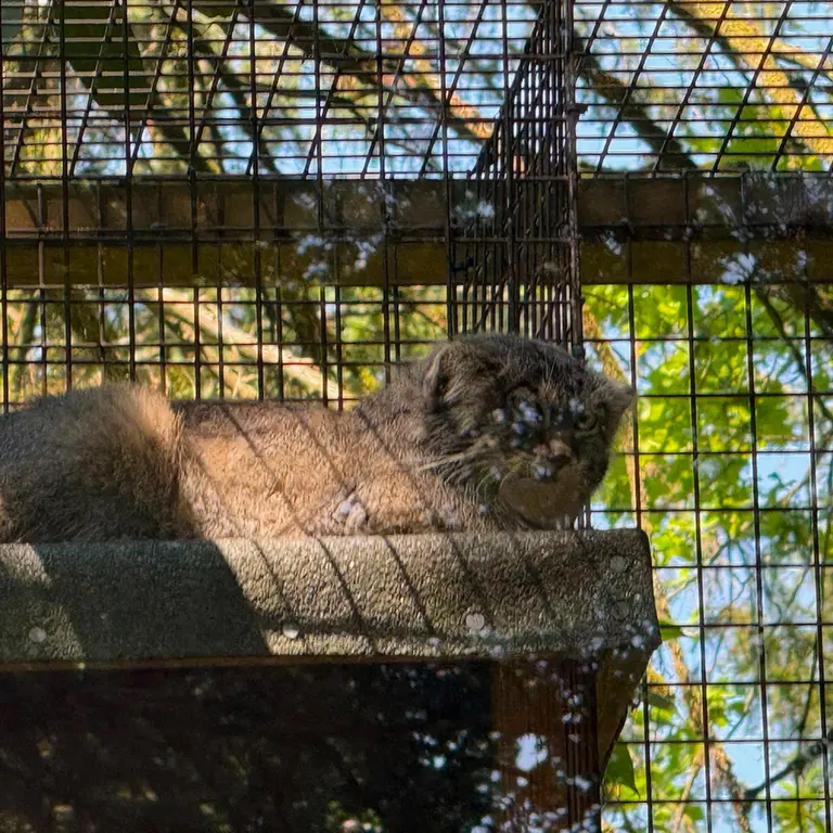 A photograph of Sayan in Cotswold Wildlife Park and Gardens