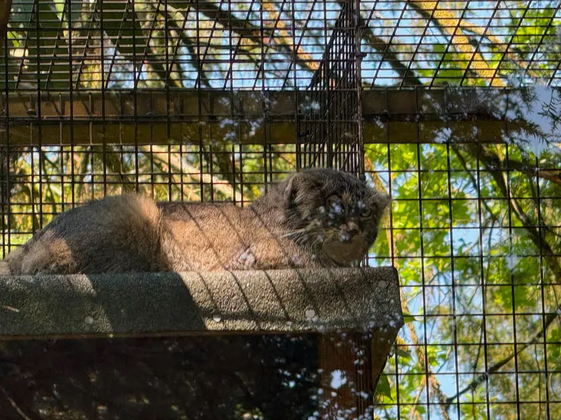 A photograph of Sayan in Cotswold Wildlife Park and Gardens