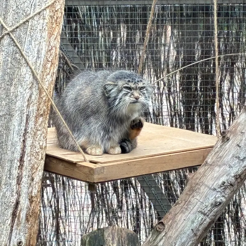 A photograph of Altani in Tallinn Zoo