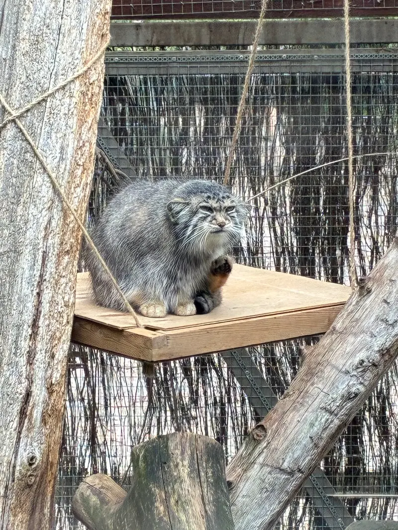 A photograph of Altani in Tallinn Zoo