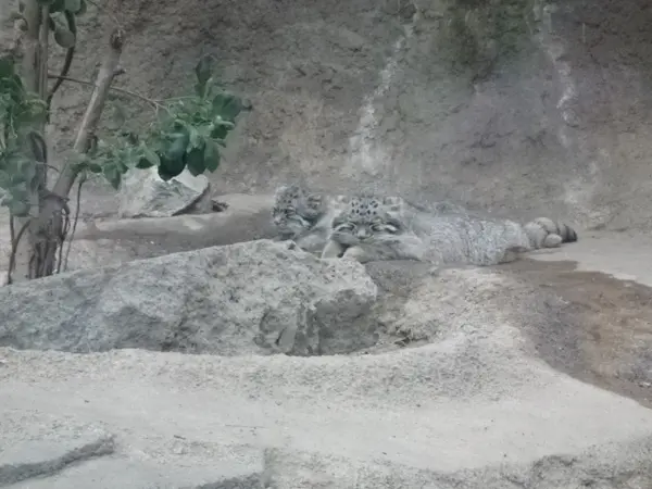 A photograph of a Pallas's cat