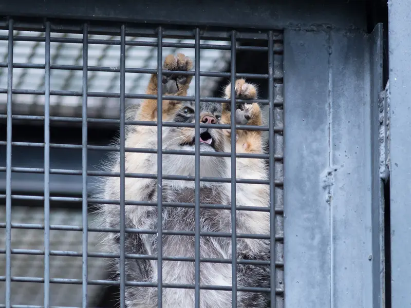 A photograph of Hide in Asahiyama Zoo