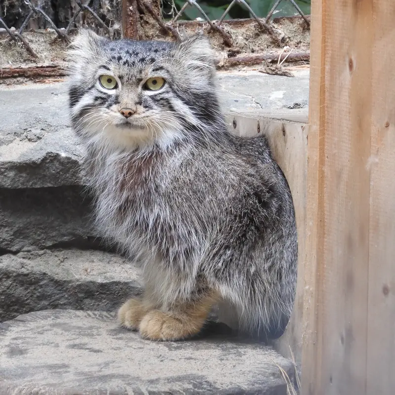 A photograph of Ruf in Novosibirsk Zoo