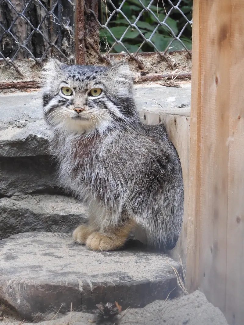 A photograph of Ruf in Novosibirsk Zoo