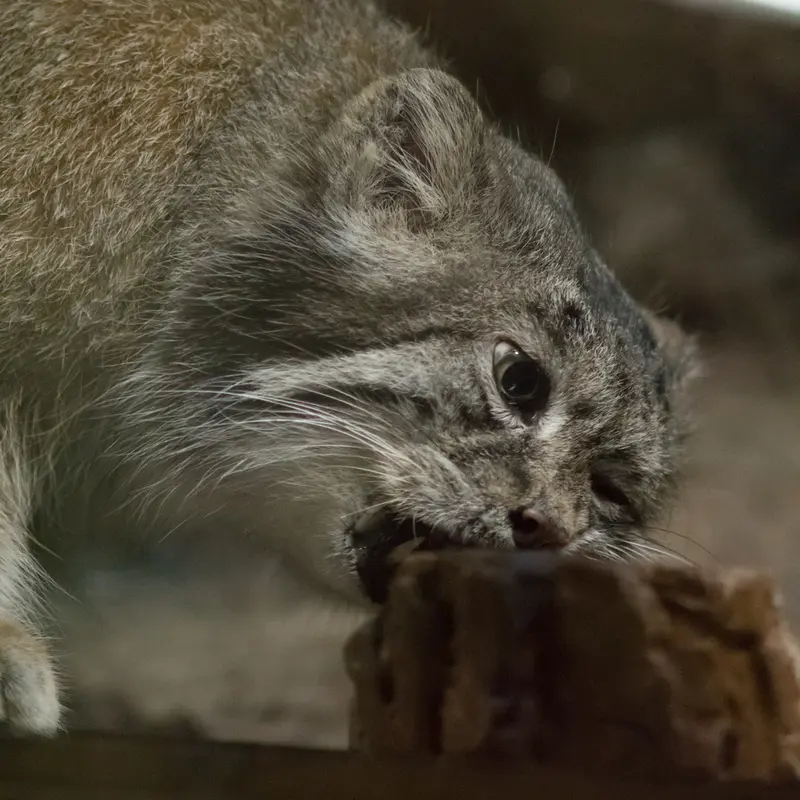 A photograph of Klyon in Ueno Zoological Gardens