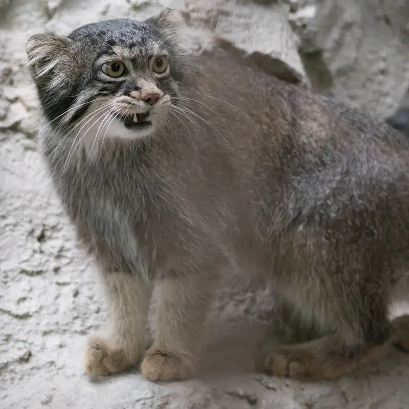 A photograph of Figa in Nogeyama Zoo