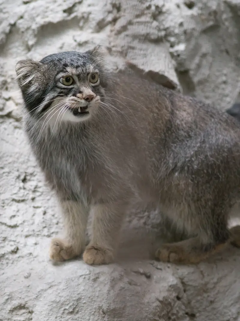 A photograph of Figa in Nogeyama Zoo