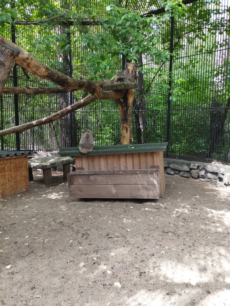 A photograph of a Pallas's cat in Novosibirsk Zoo