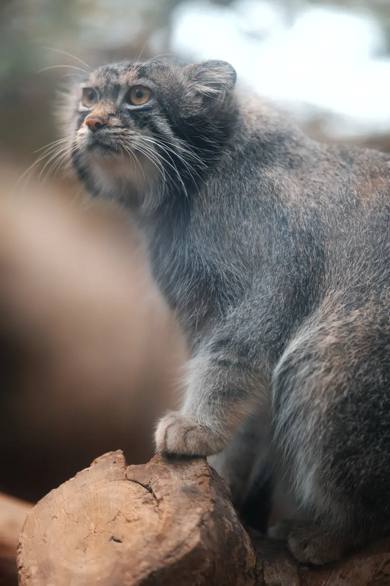 A photograph of Nar in Kobe Animal Kingdom