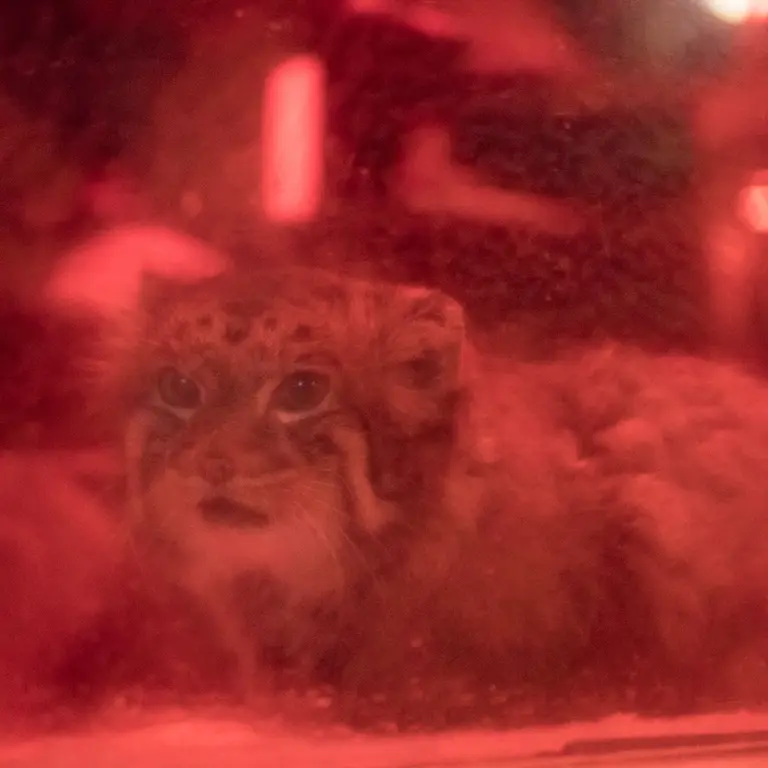 A photograph of Naim in Ueno Zoological Gardens