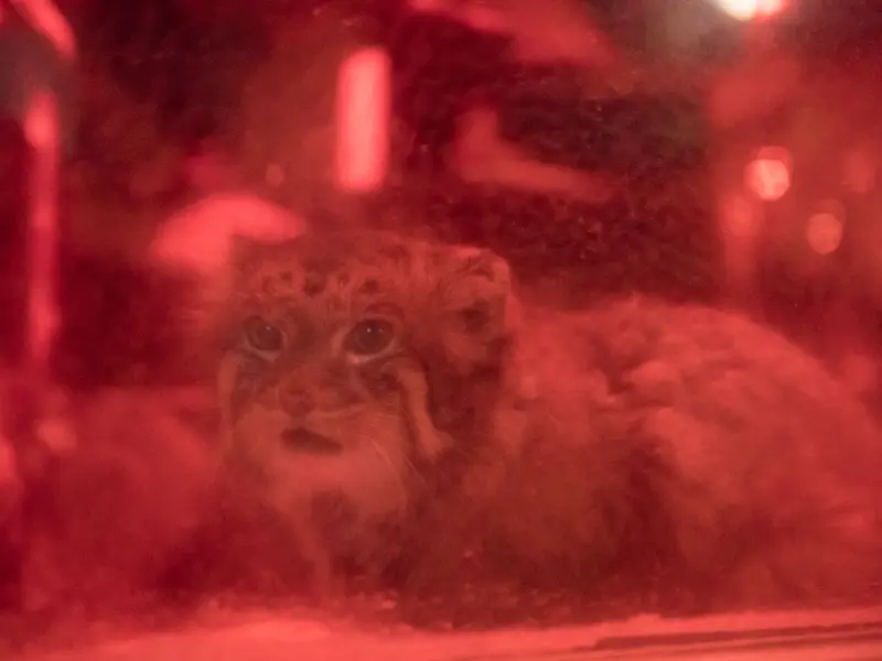 A photograph of Naim in Ueno Zoological Gardens
