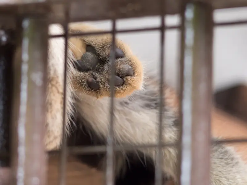 A photograph of Figa in Nogeyama Zoo