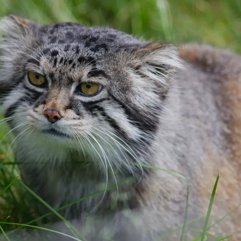 A photograph of Grusha in Asahiyama Zoo