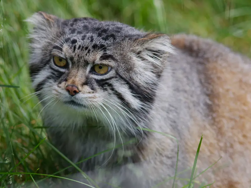 A photograph of Grusha in Asahiyama Zoo