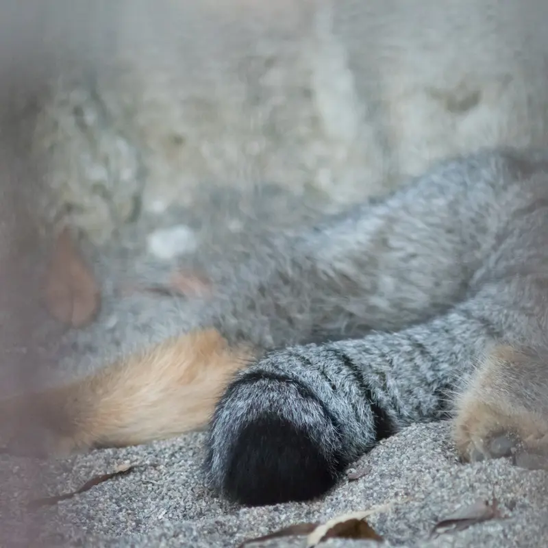 A photograph of Figa in Nogeyama Zoo