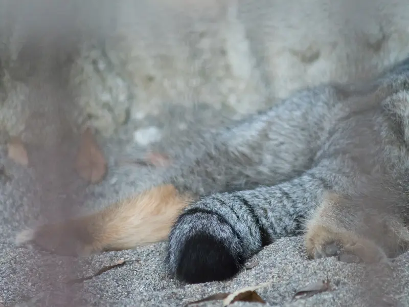 A photograph of Figa in Nogeyama Zoo
