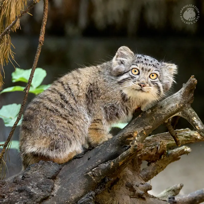 A photograph of Kitten of Eve b.2026 Ⅰ in Novosibirsk Zoo