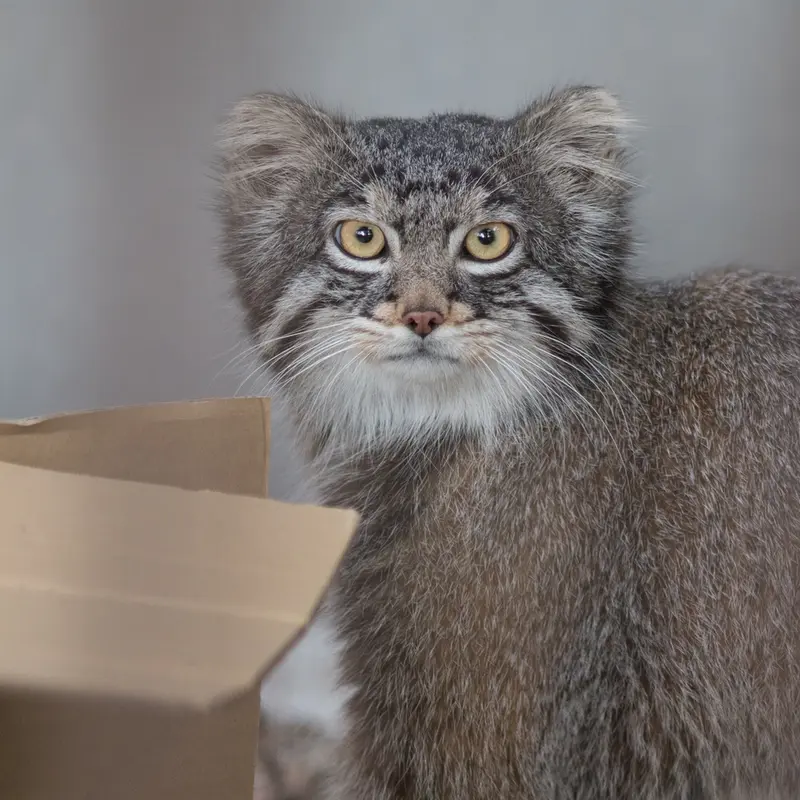 A photograph of Figa in Nogeyama Zoo