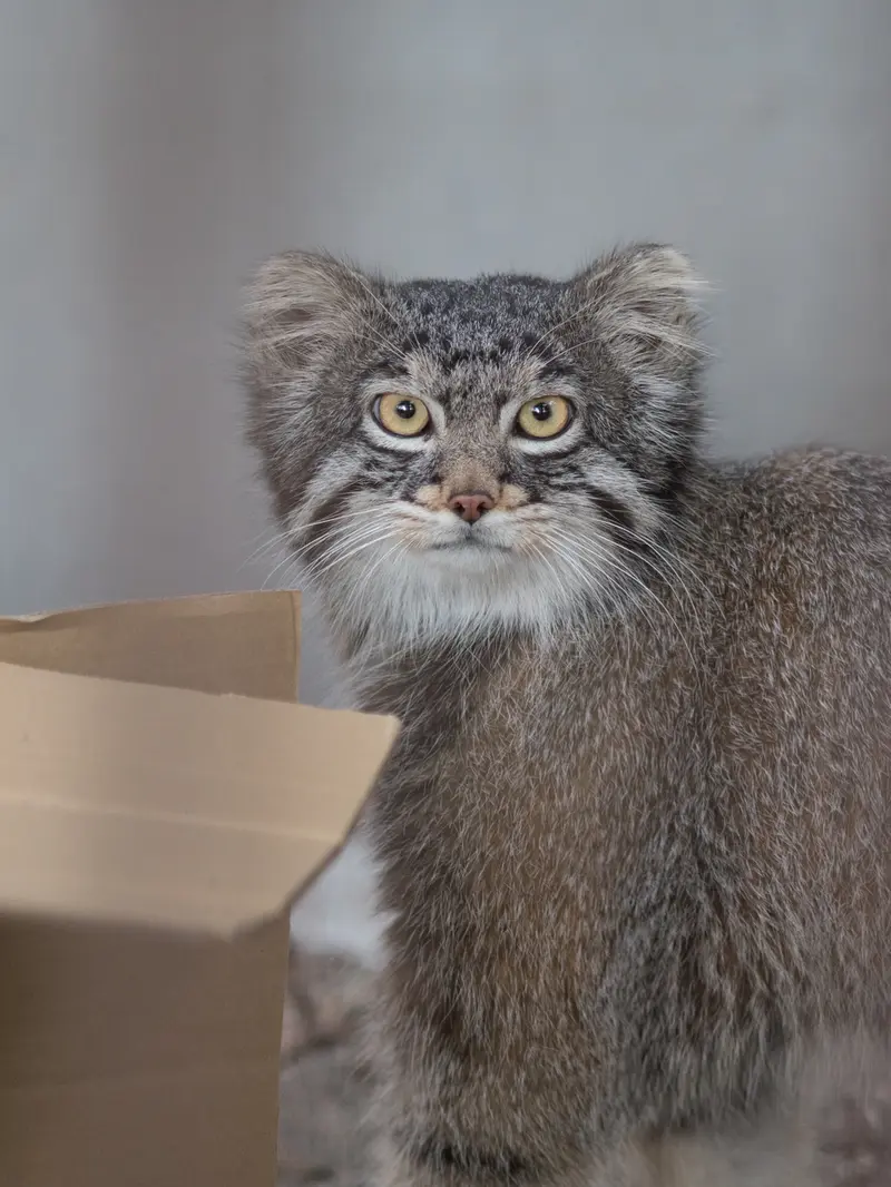 A photograph of Figa in Nogeyama Zoo