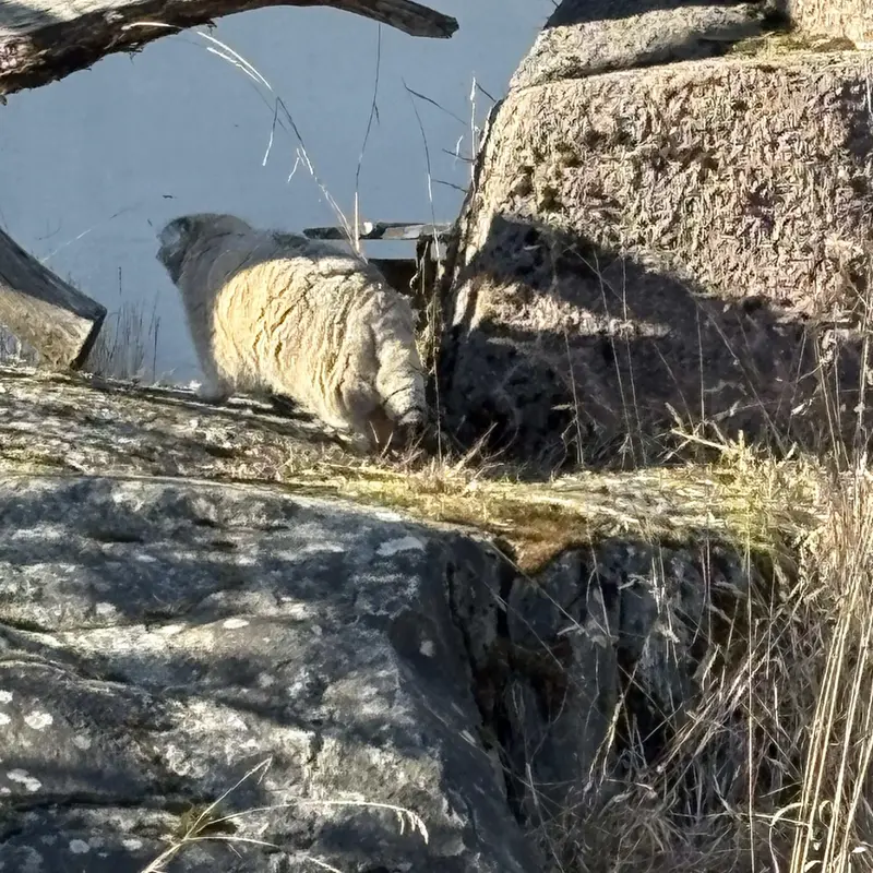 A photograph of Mimi in Korkeasaari Zoo