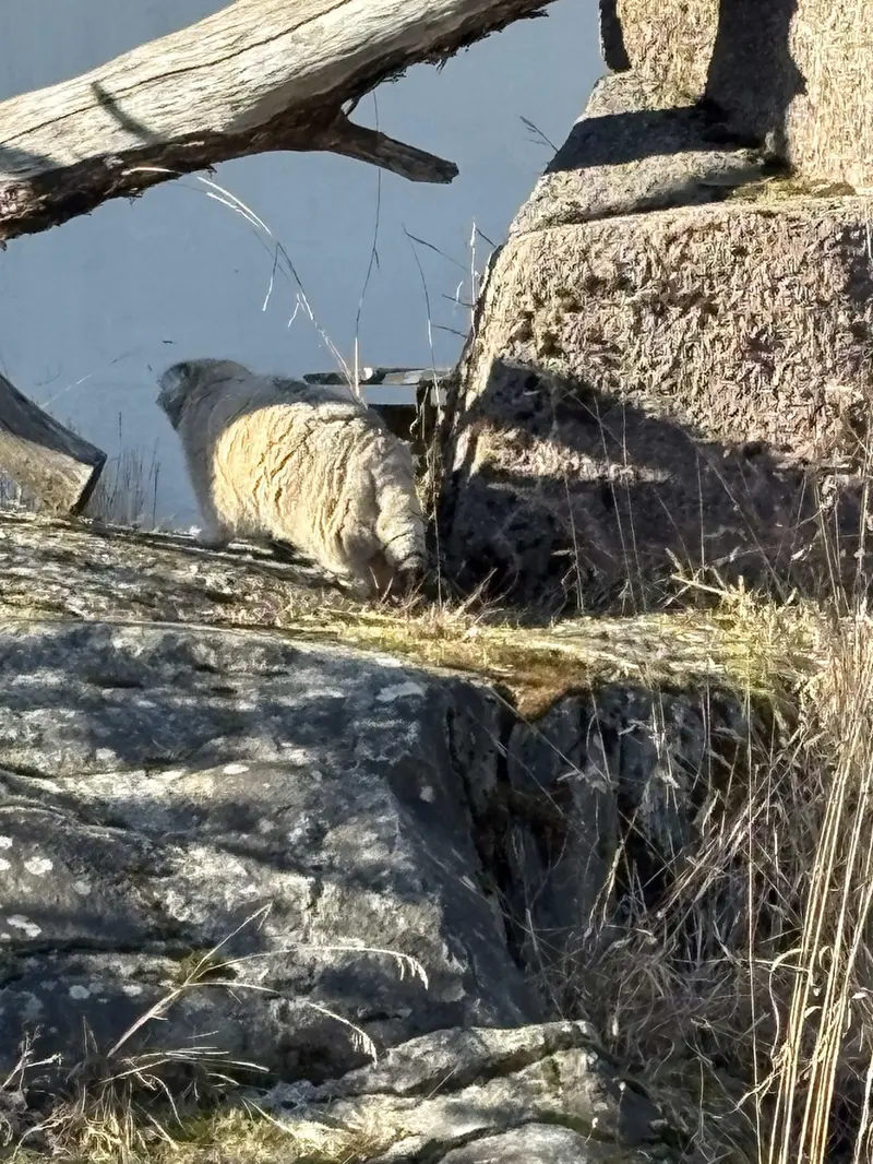 A photograph of Mimi in Korkeasaari Zoo