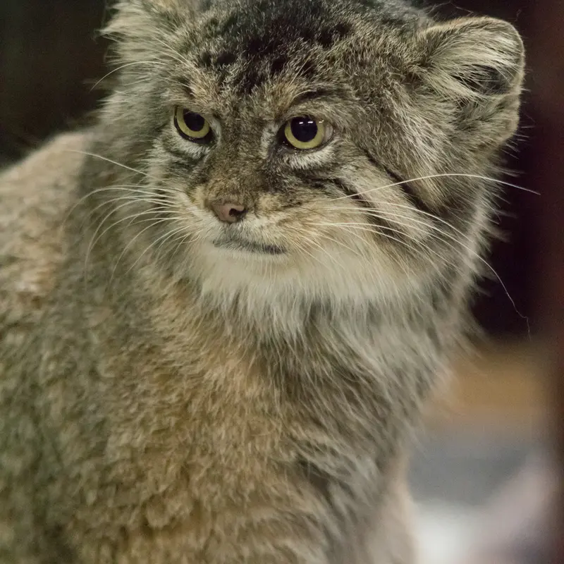 A photograph of Primula in Ueno Zoological Gardens