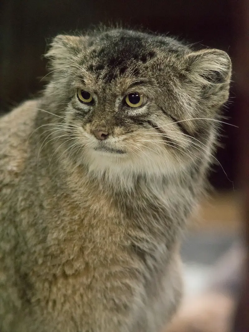 A photograph of Primula in Ueno Zoological Gardens