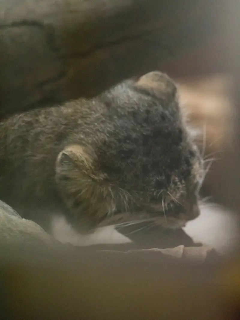 A photograph of Primula in Ueno Zoological Gardens