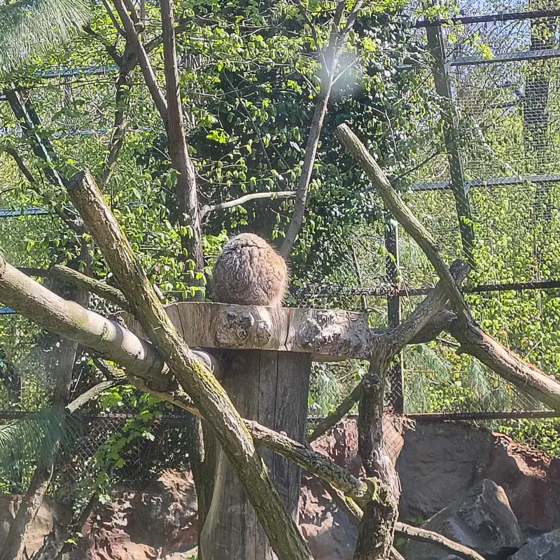 A photograph of Pazzo in Łódź Zoo