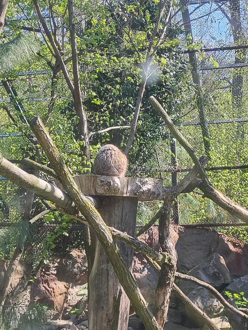 A photograph of Pazzo in Łódź Zoo