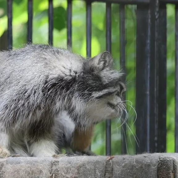 A photograph of a Pallas's cat in Novosibirsk Zoo