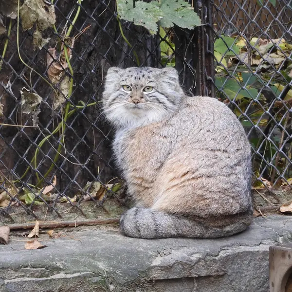 A photograph of Snezhana in Novosibirsk Zoo