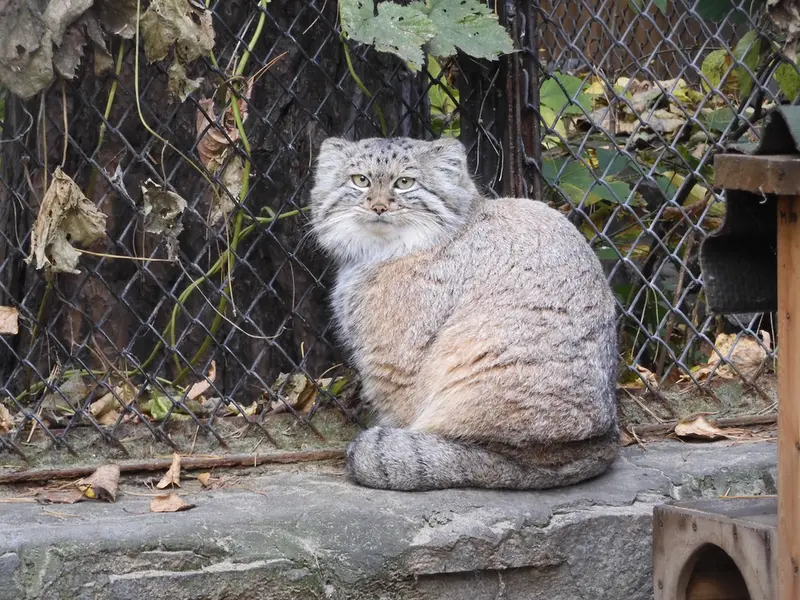 A photograph of Snezhana in Novosibirsk Zoo