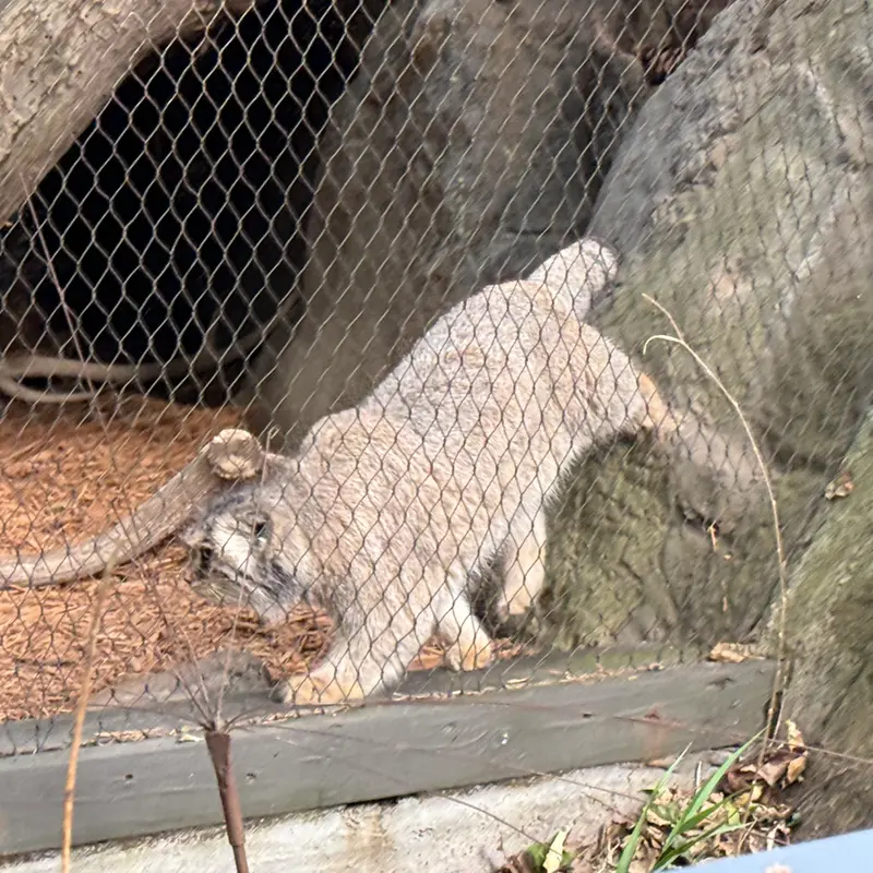 A photograph of Sarnai in Prospect Park Zoo