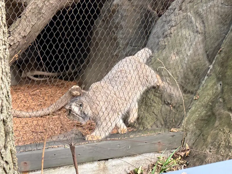A photograph of Sarnai in Prospect Park Zoo