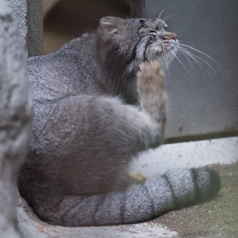 A photograph of Figa in Nogeyama Zoo