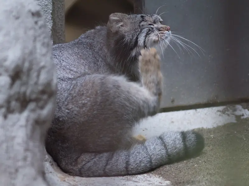 A photograph of Figa in Nogeyama Zoo