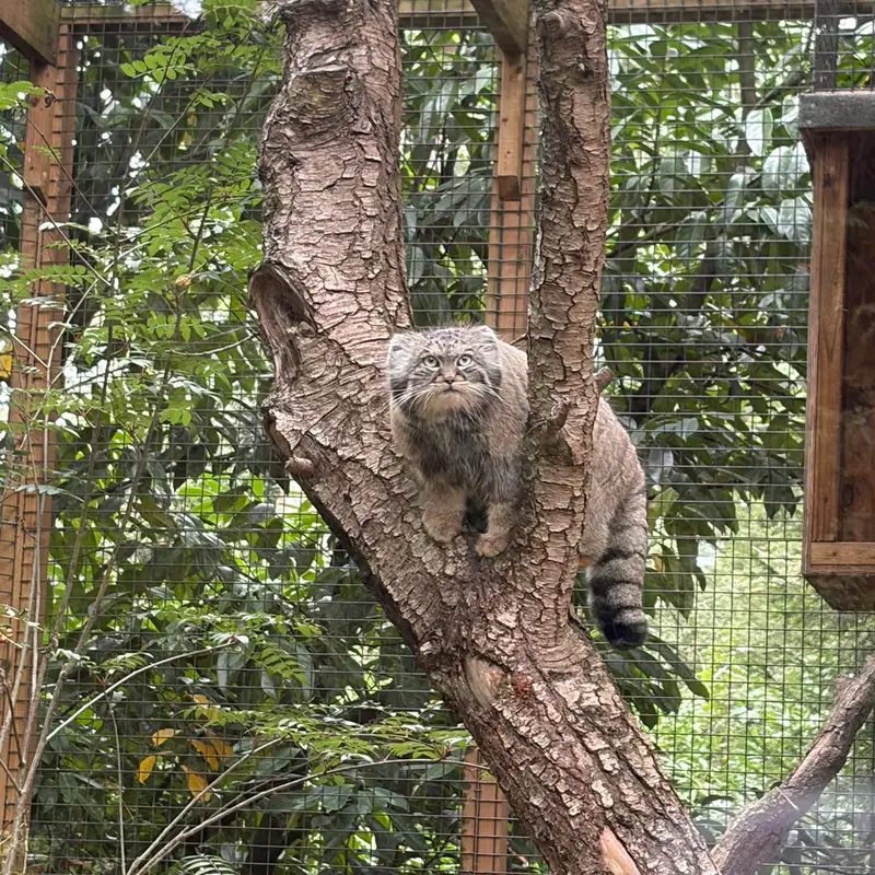 A photograph of Sayan in Cotswold Wildlife Park and Gardens