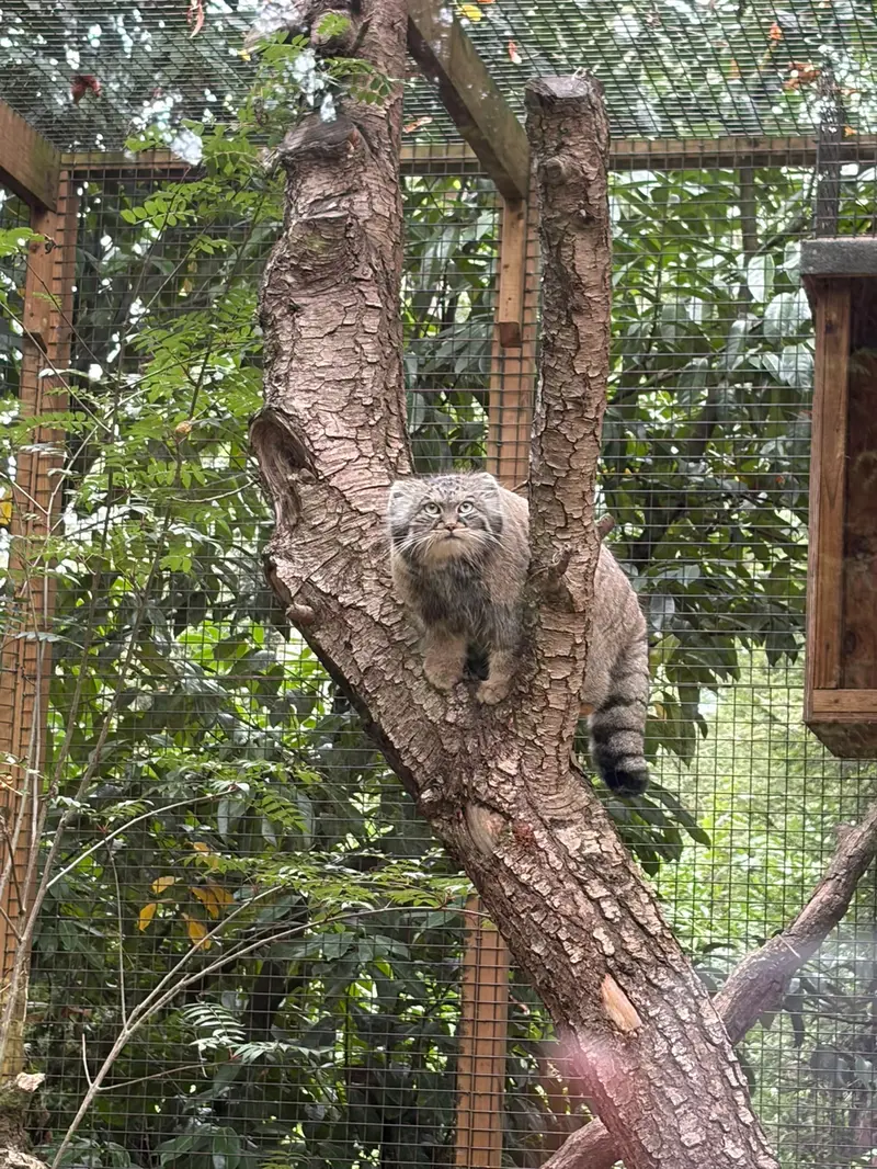 A photograph of Sayan in Cotswold Wildlife Park and Gardens
