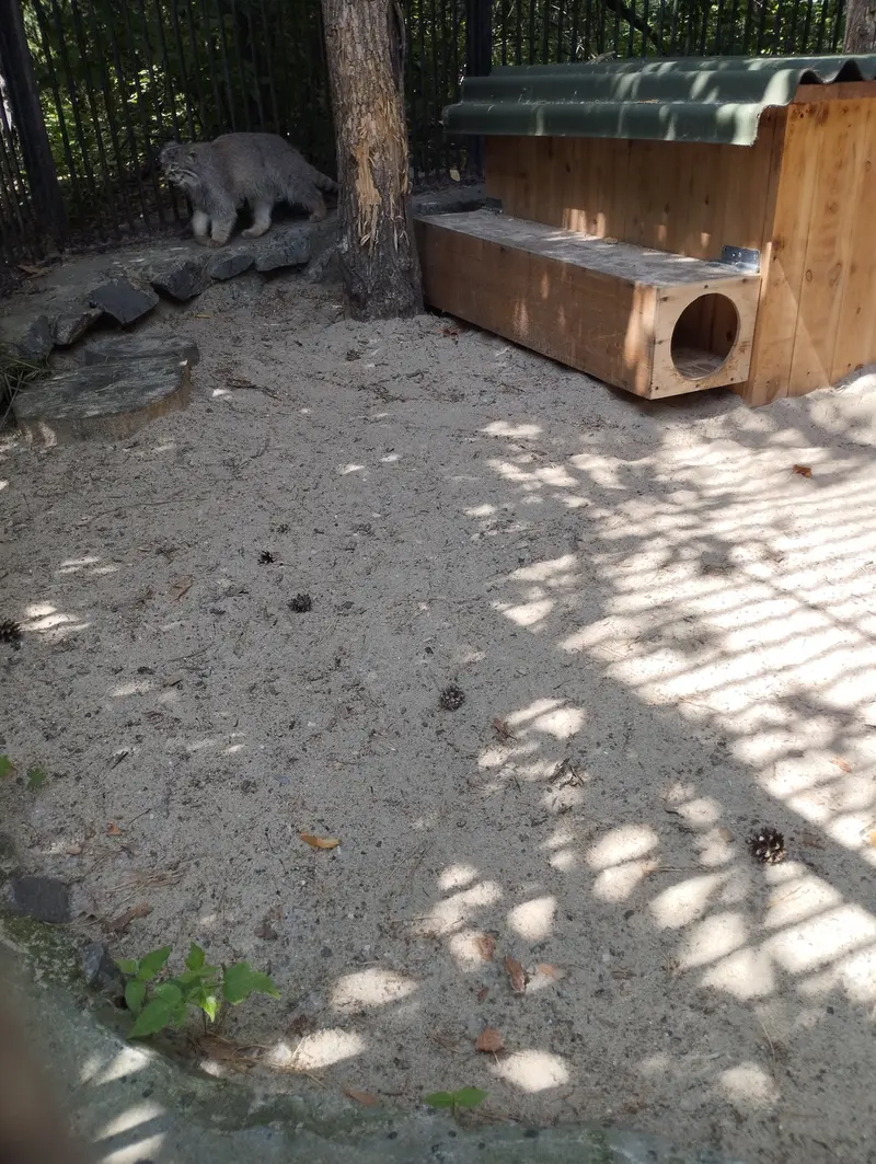 A photograph of a Pallas's cat in Novosibirsk Zoo